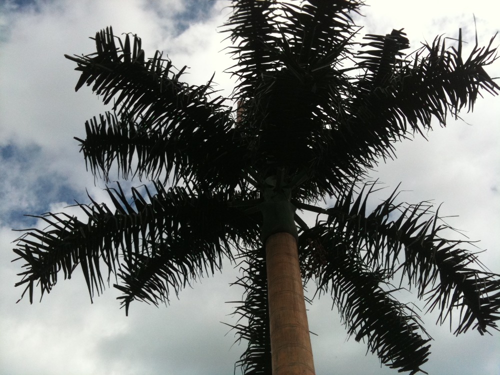 camouflage coconut tree cell tower