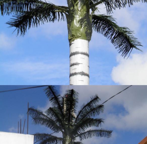Palm Tress Cell Tower