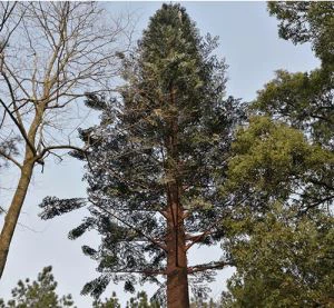 Polygonal Bionic Pine Tree Cell Tower