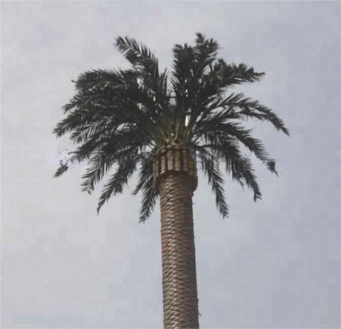 Disguised Palm Tree Telecommunication Pole